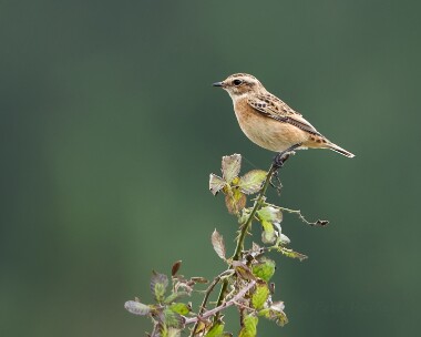 whinchat190916 Whinchat Burnham Overy Dunes, Norfolk