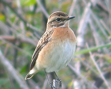 whinchat2 Whinchat The Phurt, Isle of Man