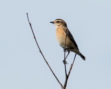 whinchat230916 Whinchat Winterton Dunes, Norfolk