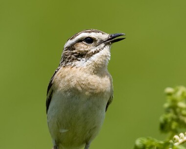 whinchat260609b Whinchat Laxey, Isle of Man