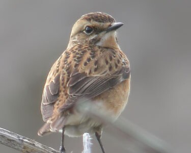 whinchat3 Whinchat The Phurt, Isle of Man