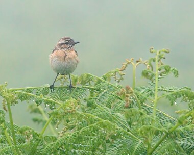 whinchat4 Whinchat Agneash, Isle of Man