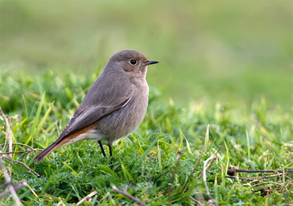 Black Redstart