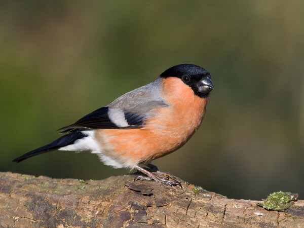 Bullfinch