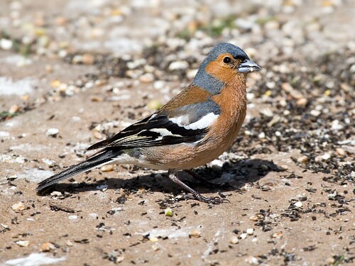 Chaffinch