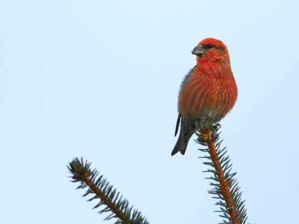 Crossbill