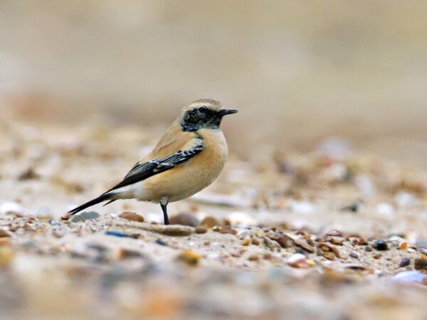 Desert Wheatear