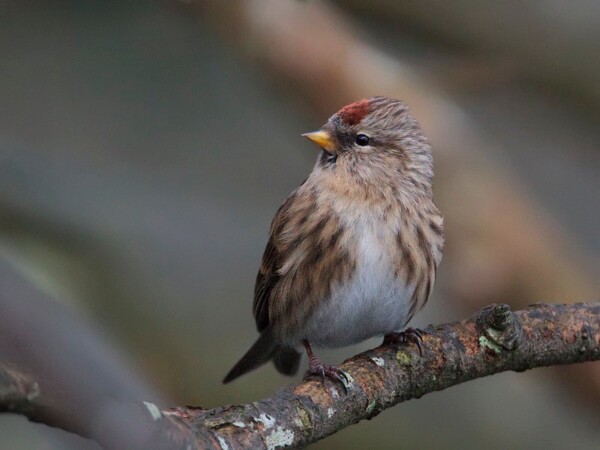 Redpoll