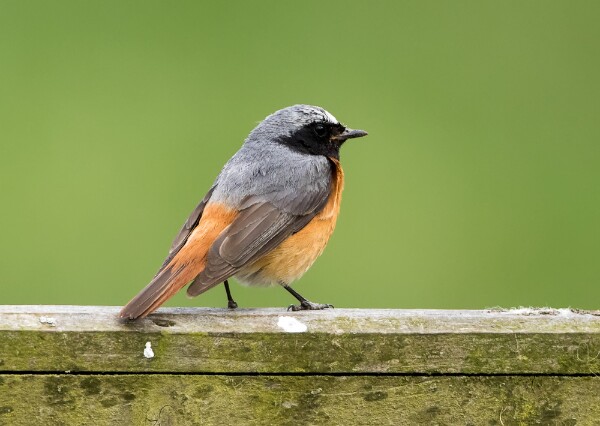 Redstart
