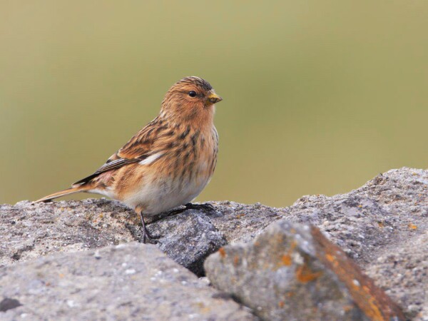 Twite