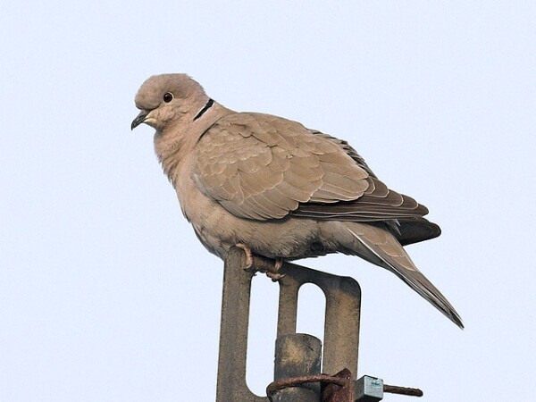 Collared Dove