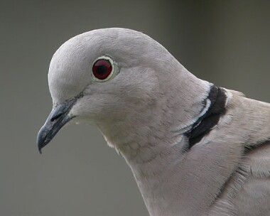 collareddove Collared Dove Castletown, Isle of Man