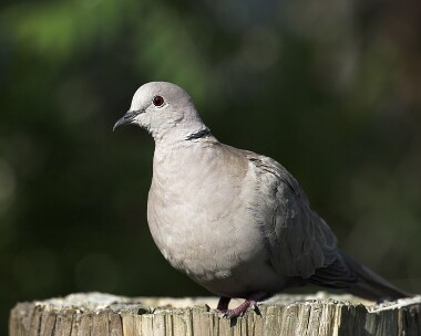 collareddove200507 Collared Dove Castletown, Isle of Man