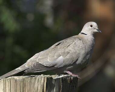 collareddove200507b Collared Dove Castletown, Isle of Man