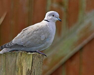 collareddove20070310 Collared Dove Castletown, Isle of Man
