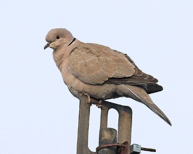 collareddove20070413 Collared Dove Castletown, Isle of Man