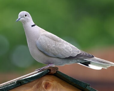 collareddove5 Collared Dove Castletown, Isle of Man