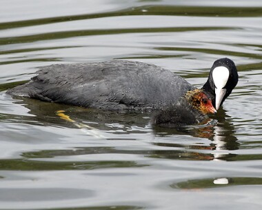 coot10 Coot Knowsley, Merseyside