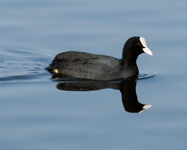 coot200208 Coot Martin Mere, Lancashire