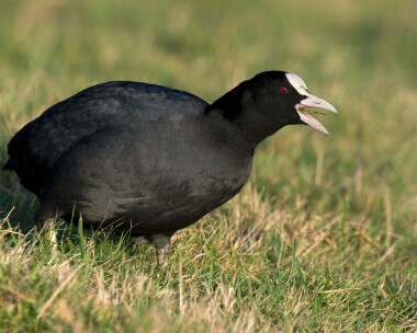 coot311225b Coot Kerrowdhoo, Isle of Man