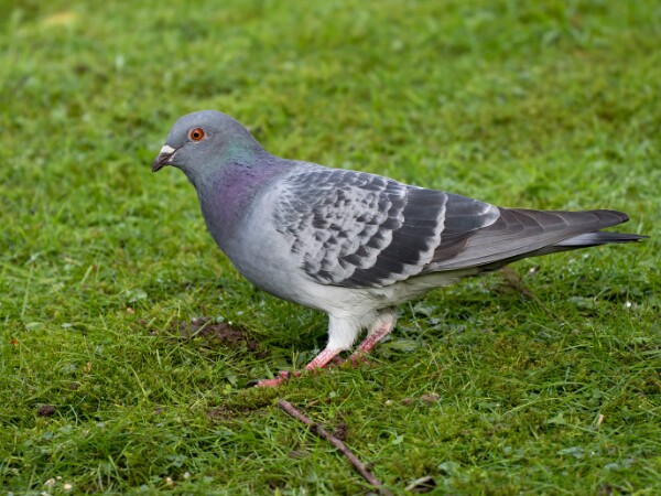 Feral Pigeon