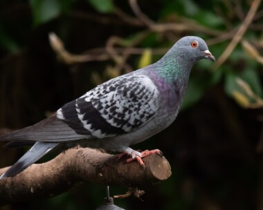 feralpig200219 Feral Pigeon Douglas, Isle of Man