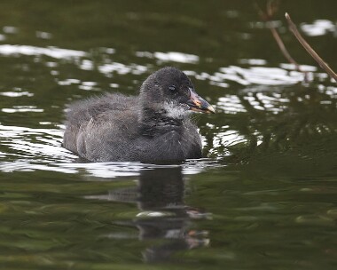 moorhen040807 Moorhen (Fledgling) Gansey, Isle of Man