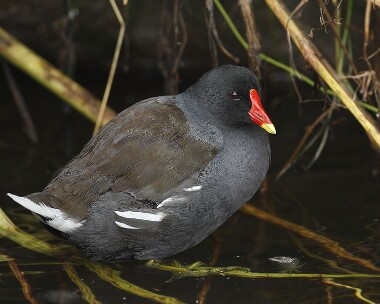 moorhen040807b Moorhen Gansey, Isle of Man