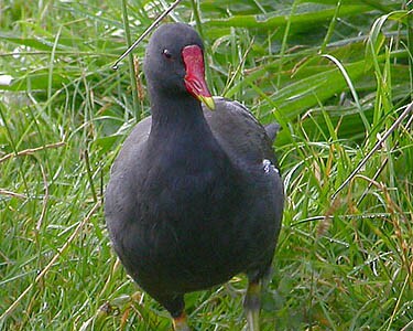 moorhen1 Moorhen Glascoe Dubh, Isle of Man