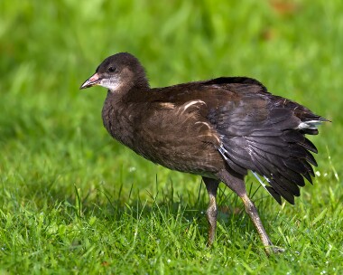 moorhen140912 Moorhen Slimbridge, Gloucestershire