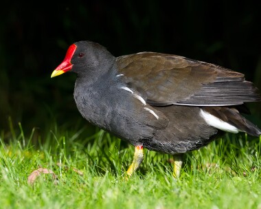 moorhen140912b Moorhen Slimbridge, Gloucestershire