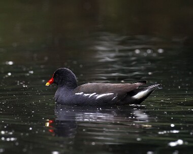 moorhen160607 Moorhen Ballasalla, Isle of Man