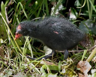 moorhen2 Moorhen Scarlett, Isle of Man