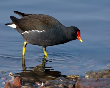 moorhen200208 Moorhen Martin Mere, Lancashire