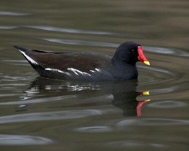 moorhen20070224 Moorhen Tromode Dam, Isle of Man