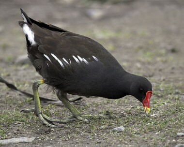 moorhen20070311 Moorhen Peel, Isle of Man