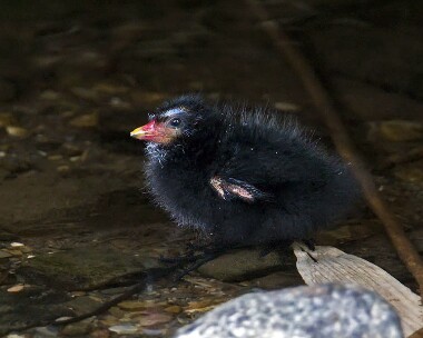 moorhen220508 Moorhen Ballasalla, Isle of Man