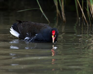 moorhen280713 Moorhen Cley, Norfolk