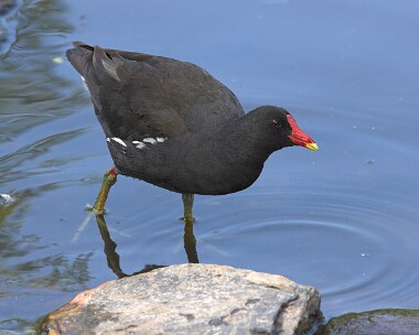 moorhen3 Moorhen Sulby, Isle of Man