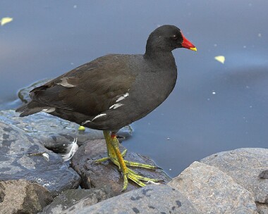 moorhen4 Moorhen Sulby, Isle of Man