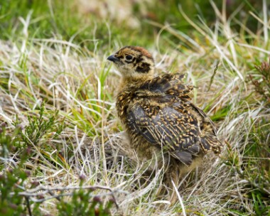redgrouse020614 Red Grouse Lochindorb, Scotland