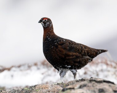 redgrouse100315 Red Grouse Cairngorms, Scotland
