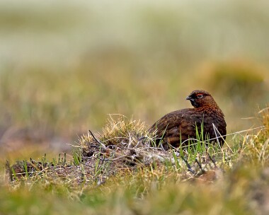 redgrouse170511 Red Grouse Lochindorb, Scotland
