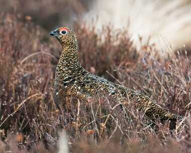 redgrouse210316 Red Grouse Lochindorb, Highlands