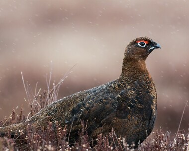 redgrouse210316b Red Grouse Lochindorb, Scotland