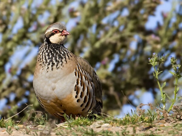 Red-legged Partridge