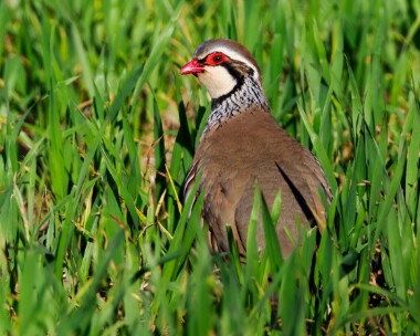 Redleg300324 Red-legged Partridge Fakenham, Norfolk