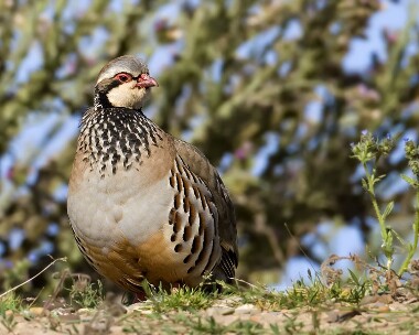 redleg250709 Red-legged Partridge. Point of Ayre, Isle of Man