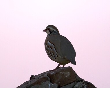 redleg260407 Red-legged Partridge The Lhen, Isle of Man (freaky night record shot)