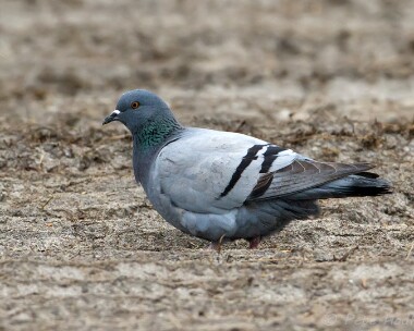 rockdove080513 Rock Dove Balranald, North Uist